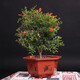 翠葉石榴花盆栽四季開(kāi)花結果植物室內庭院石榴盆景苗綠植花卉 5年苗盆栽帶葉子樹(shù)型好 不含盆原土發(fā)貨