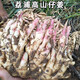 廣西桂林紅芽姜香姜嫩仔姜嫩姜新鮮現(xiàn)挖生姜自種蔬菜子姜泡姜腌姜 3斤
