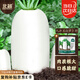 北蔬 蘿卜種子苗特大型白蘿卜秋季蔬菜種籽 九斤王白蘿卜種子80g桶裝