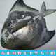 沈志雄福建澳角村海捕中華鯧斗鯧魚(yú)平魚(yú)鏡魚(yú)扁魚(yú)中華鯧王年貨年夜飯送禮 2條共1000g-1200g