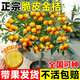 呆果丁脆皮金桔樹(shù)苗帶果盆栽可食用金橘桔子樹(shù)陽(yáng)臺庭院四季結果耐寒植物 純甜脆皮金桔3年苗帶土發(fā)貨（當年結果）