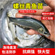 特大螺螄青魚苗黑皖魚一斤大青魚苗青魚苗四大家魚苗淡水養(yǎng)殖本地 【已吃螺螄】6-8厘米螺螄青魚苗30條  包活到手