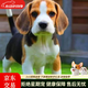 時(shí)染比格犬警犬小狗米魯犬獵兔犬狗狗大耳朵寵物小型獵犬幼犬短毛狗狗 寵物級 母