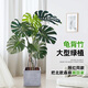 花城水調老樁龜背竹客廳大盆栽植物室內凈化空氣除甲醛造型大型綠植好養活 【開(kāi)背造型】高140-160cm含正方形水泥盆