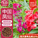壽禾 鳳仙花種子苗染指甲花四季盆栽種植花卉種籽 中國鳳仙花種子100g