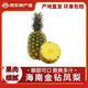 【特產(chǎn)館】海南無(wú)眼金鉆鳳梨當季新鮮酸甜手撕菠蘿 大果1個(gè)裝（凈重2-3斤）