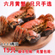 【活蟹】六月黃蟹盤錦河蟹稻田蟹鮮活公蟹現(xiàn)貨螃蟹保肥大閘蟹禮盒 六月黃蟹1.1-1.3兩15只（凈重）