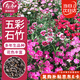壽禾 石竹花種子苗盆栽庭院室內(nèi)外種植花卉種籽 五彩石竹種子約1000粒
