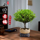 京云夢(mèng) 小葉赤楠盆景室內(nèi)綠植花卉盆栽客廳辦公室好養(yǎng)蓮花盆源頭直發(fā)
