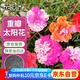 花沃里重瓣太陽(yáng)花種子2g約2萬(wàn)粒 花卉種子陽(yáng)臺(tái)盆栽庭院向日葵鳳仙花籽