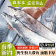森農(nóng)樂舟山帶魚特大號(hào)整條鮮活冷凍東海海鮮生鮮小眼海釣油帶魚刀魚整箱 6-8兩/條【凈重3斤 當(dāng)季新釣】