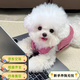 比熊幼犬純種比熊韓系比熊小體長(zhǎng)不大茶杯犬飛耳比熊小型犬活體狗 寵物級(jí)
