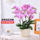 歐芽蝴蝶蘭盆栽帶花苞客廳辦公室桌面四季好養花卉綠植開(kāi)業(yè) 仙女粉色系蝴蝶蘭【6花劍 帶花苞】+陶瓷花盆