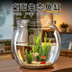 魚缸圓形養(yǎng)魚缸PET金魚缸客廳桌面生態(tài)缸小型水族箱養(yǎng)龜缸 小號(hào)【12.5cm*10.5cm】