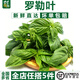千牛優(yōu)福新鮮羅勒葉50g-500g 食用西餐香料九層塔 披薩草 甜羅勒 歐羅 500g