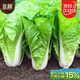 北蔬奶油快菜種子苗夏秋季小白菜蔬菜籽 卓脆速生奶油快菜種子約500粒