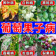 植翠葡萄膨大劑肥?；ū９鎏鸱懒雅蚬衿麝?yáng)光玫瑰夏黑巨峰專(zhuān)用肥料 葡萄病害清【1瓶裝】葡萄病全治