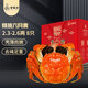 【活蟹】掌昕鮮 六月黃大閘蟹2.3-2.6兩 8只 生鮮活螃蟹海鮮水產(chǎn)送禮盒裝 源頭直發(fā)
