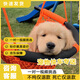 金毛幼犬純種雙血統健康成年大型尋回犬寵物狗金毛幼崽 血統級 金毛公