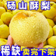 正宗碭山酥梨當(dāng)季水果現(xiàn)摘新鮮整箱水果批發(fā)脆甜多汁非雪梨鴨梨 5斤 精選裝丨60-65mm