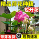 小潔巴適荷花種根苗盆栽水養觀(guān)賞荷花種藕苗碗蓮花種籽子水培植物室內好養 精選荷花苗【粉葵花】4株裝/下單送水溶肥 不含盆