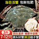 【鮮活發(fā)貨】尚致青島梭子蟹鮮活螃蟹梭子蟹活蟹海蟹飛蟹中秋禮盒 【現(xiàn)捕現(xiàn)發(fā)】3斤(7-12只)公母混發(fā)