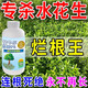 水花生專(zhuān)用爛根i劑強力除草一掃光不傷苗雜草水葫蘆克星除草爛根 整年無(wú)草 菜地草凈【3瓶】買(mǎi)2送1