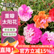 花沃里重瓣太陽(yáng)花種子2g約2萬(wàn)粒 花卉種子陽(yáng)臺盆栽庭院向日葵鳳仙花籽