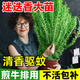 京厽高品質(zhì)可食用迷迭香苗盆栽驅蚊植物香草薄荷苗水培花卉不支持退貨 迷迭香中苗加侖盆+營(yíng)養液 含盆