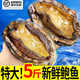 鮑魚(yú)新鮮肉厚殼薄海捕鮮活冷凍特大鮑魚(yú)帶殼3頭5頭6頭7頭鮑含冰 不含冰 8只/1斤 9頭鮑 約6-7cm