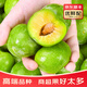 裕農(nóng)叔巫山脆李【JD順豐閃送】新鮮李子脫骨青脆李蜂糖甜重慶孕婦水果 2.8斤凈重裝（多人爽吃）-順豐 商超級金果30-50g