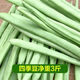 格沃斯【現(xiàn)摘】云南露天四季豆新鮮時(shí)令豆蕓豆新鮮蔬菜 3斤四季豆