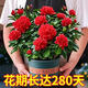 梔子花大盆帶花苞濃香型凈化空氣牡丹梔子花卉綠植物室內四季常青 四季開(kāi)花/濃香型【紅色】 當年小苗【2年后開(kāi)】無(wú)根