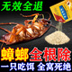 蟑螂藥特效強力全窩端蟲(chóng)卵雙殺滅蟑螂藥室內家用無(wú)毒滅蟑螂神器 3包裝【試用裝】