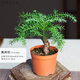 澳洲杉盆景小苗不老松植物辦公室好養耐凍小松樹(shù)室內禪意綠植盆栽 90#原盆澳洲杉(5年老樁)(店長(cháng)) 帶盆栽好