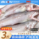 昌鮮園舟山特產(chǎn)龍頭魚(yú)野生豆腐魚(yú)鮮活冷凍海鮮批發(fā)水產(chǎn)九肚魚(yú)海捕龍頭魚(yú) 1500g