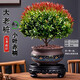 颯望小葉赤楠金絲楠木老樁盆栽苗辦公室內(nèi)花卉四季好養(yǎng)桌面綠植小盆景 【主圖款】5年-精品赤楠【藍(lán)彩招金】+底座