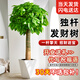 植男植女發(fā)財樹(shù)盆栽客廳室內好養大型落地綠植辦公室公司開(kāi)業(yè)喬遷源頭直發(fā)
