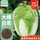 壽禾 大白菜種子種苗夏秋季種植蔬菜種籽 顆顆十八斤白菜種子10g*3袋