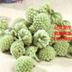 北京同仁堂原料西藏綠蘿花大朵綠籮花茶結(jié)香雪麗花茶綠蘿花茶組合花茶泡水泡 新貨優(yōu)選綠蘿花1000克太劃算