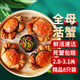 【活蟹】蟹宗大閘蟹鮮活螃蟹現貨全母2.8-3.1兩8只海鮮生鮮中秋節日禮品禮盒源頭直發(fā)