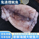 【去頭去內臟】新鮮大魷魚(yú)免處理魷魚(yú)片八爪章魚(yú)須足燒烤火鍋食材 五斤裝魷魚(yú)片 2500g(凈重)  去頭去內臟