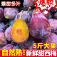 陜西西梅新鮮現(xiàn)摘脆甜西梅 時令鮮果應季孕婦水果整箱 3斤帶箱 凈重2.5斤 家庭裝 單果15g