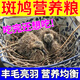 跑來跑去斑鳩專用糧食幼鳥專用飼料特級小顆粒鴿子食糧幼鴿鸚鵡通用營養(yǎng)糧 買2送1發(fā) 三桶【膘肥體壯】