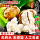 亨迅大涼山新鮮核桃去青皮濕核桃現(xiàn)摘薄皮生核桃2025年時令水果生鮮 凈重5斤精品【去青皮送夾子】 【清香回甘｜贈送夾子】