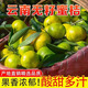 櫻鮮青皮蜜橘酸甜多汁橘子小青桔子云南蜜桔當季應季新鮮時(shí)令水果整箱 凈重8.5斤裝 單果50mm+