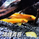 奇優(yōu)寶垂釣除藻吃糞便垃圾魚(yú)老鼠魚(yú)金苔鼠清道夫 4-6cm金苔鼠4條