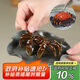尊壺茶寵擺件紫砂變色螃蟹八方來財精品可養(yǎng)鴻運當(dāng)頭 變色螃蟹 荷葉青