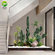 格度仿真仙人掌造景大型植物盆栽仿真綠植室內景觀(guān)櫥窗裝飾樓梯下造景 定制設計定金