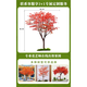 景塵仿真紅楓樹(shù)造型假樹(shù)雞爪槭櫥窗落地禪意室內套裝大型裝飾景觀(guān)造景 1.8米高×1.3米寬 （單樹(shù)）
